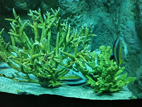 海底世界1 海底世界1